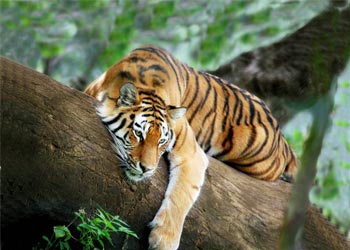 Chitwan Tiger on Tree